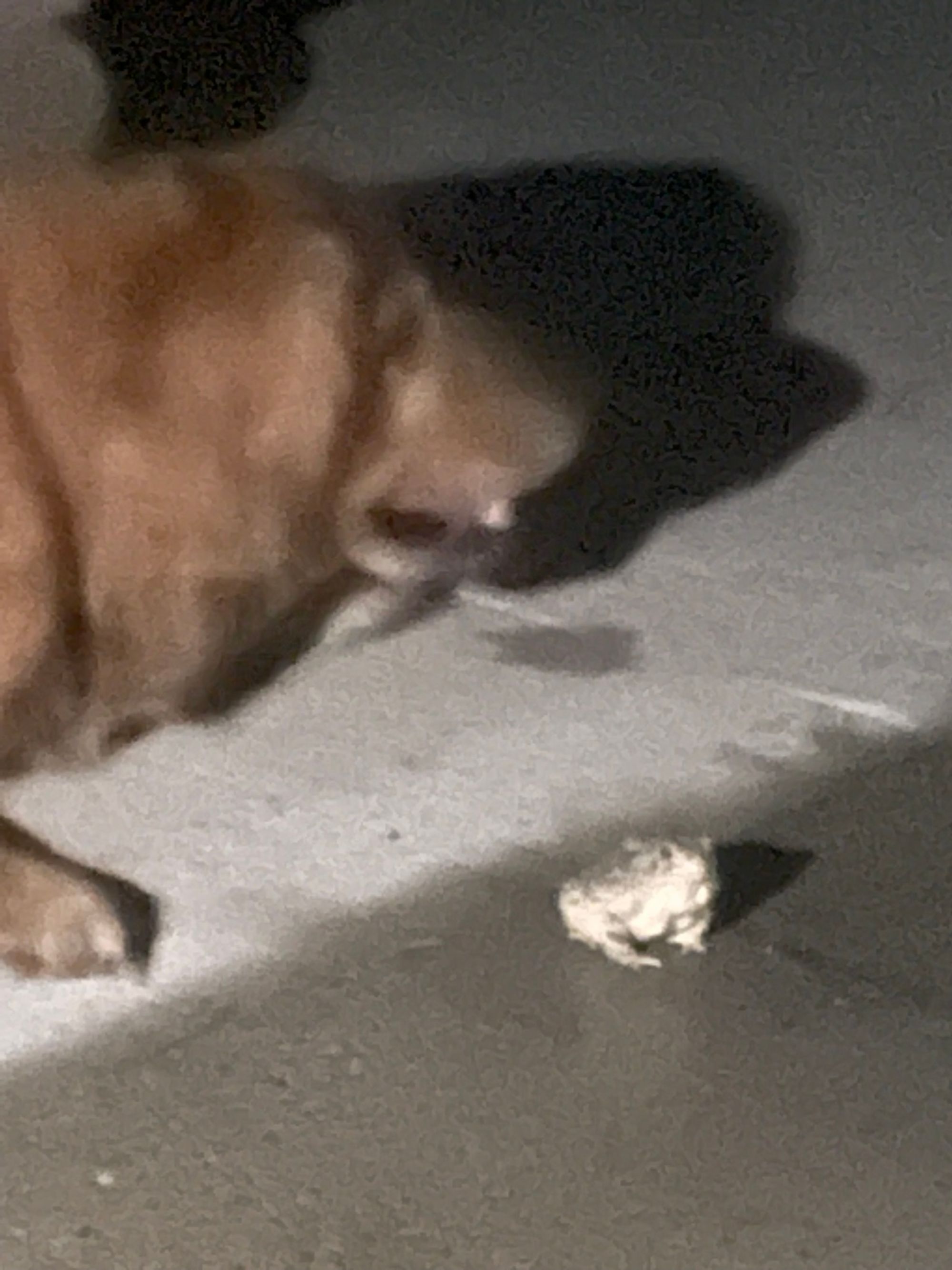 A golden retriever lays next to a frog.