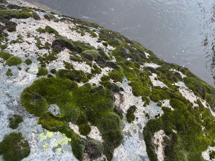 Moss on a rock